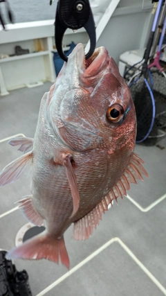 タイの釣果