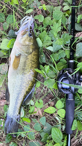 ラージマウスバスの釣果