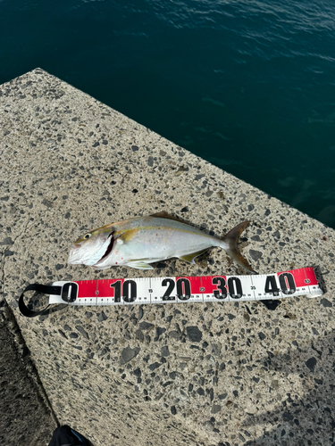 カンパチの釣果