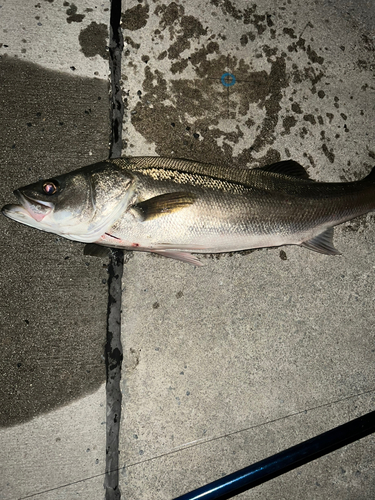 スズキの釣果