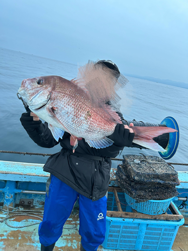 マダイの釣果