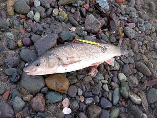 ウグイの釣果