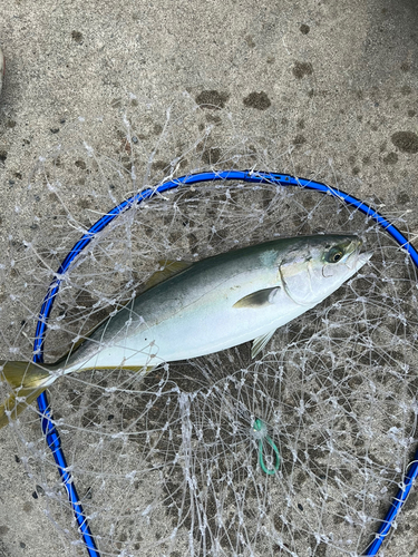 イナダの釣果