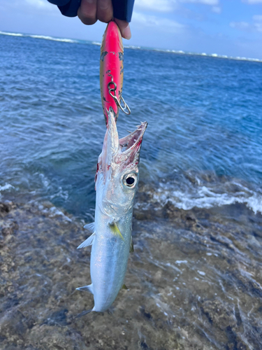 オニカマスの釣果