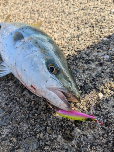 ハマチの釣果