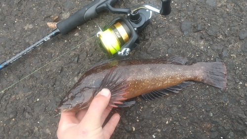 アイナメの釣果