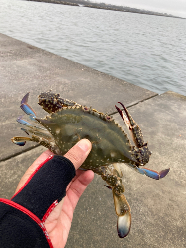 ワタリガニの釣果