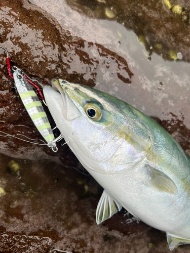 イナダの釣果