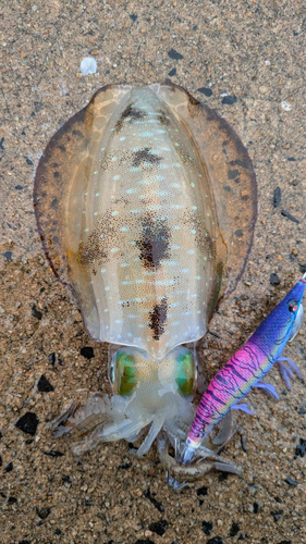 アオリイカの釣果