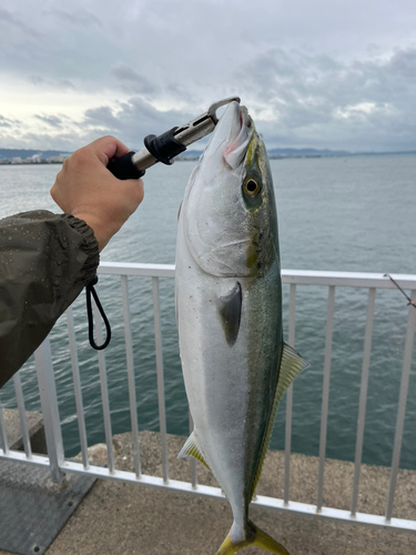 メジロの釣果