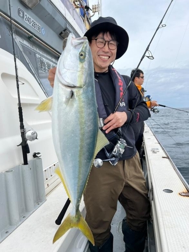 ハマチの釣果