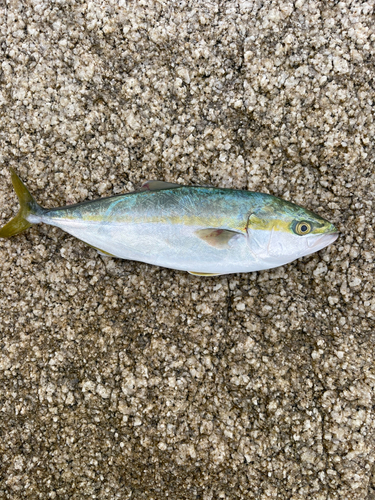 ワカシの釣果