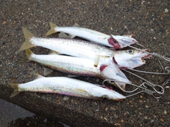 カマスの釣果