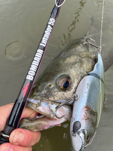 シーバスの釣果