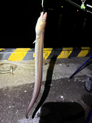 アナゴの釣果