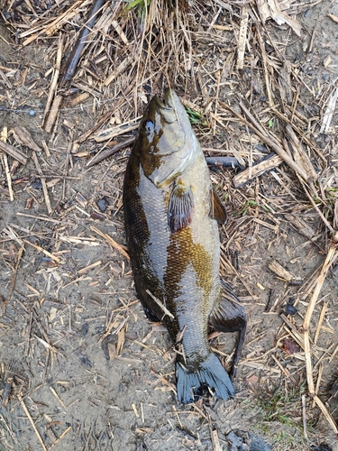 スモールマウスバスの釣果