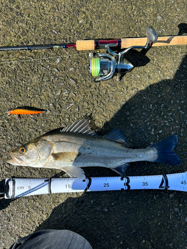 シーバスの釣果