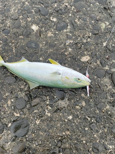 ハマチの釣果