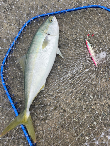 ハマチの釣果