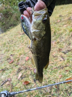 ラージマウスバスの釣果