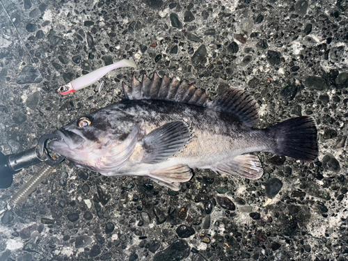 クロソイの釣果