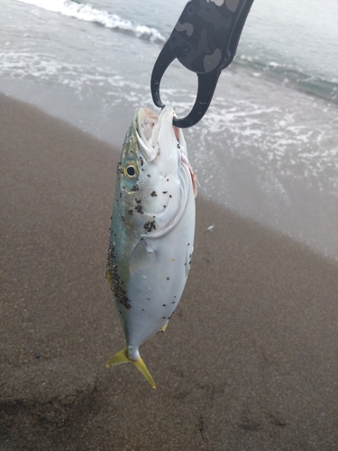 ワカシの釣果