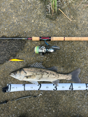 シーバスの釣果