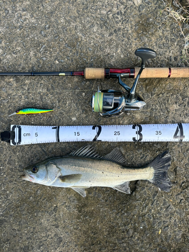 シーバスの釣果