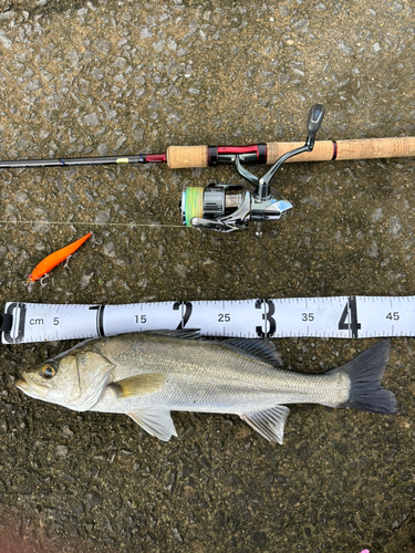 シーバスの釣果