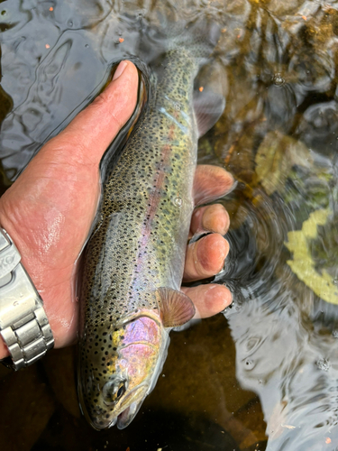 ニジマスの釣果