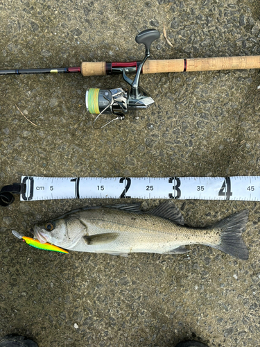 シーバスの釣果