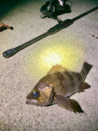 シロメバルの釣果