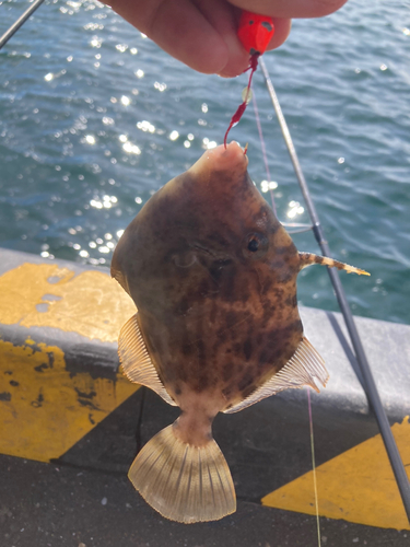 カワハギの釣果