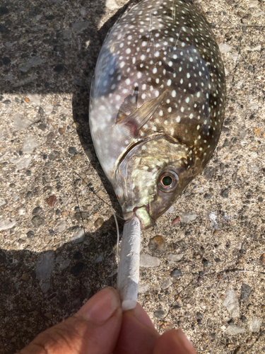 アイゴの釣果