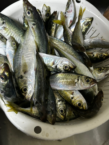 アジの釣果