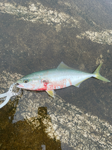 イナダの釣果