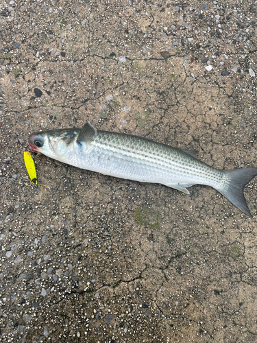 ボラの釣果