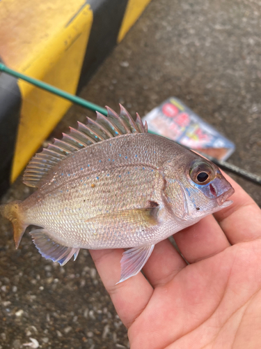 チャリコの釣果