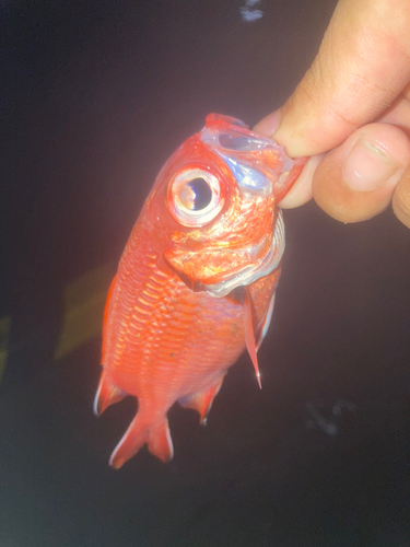 アカマツカサの釣果