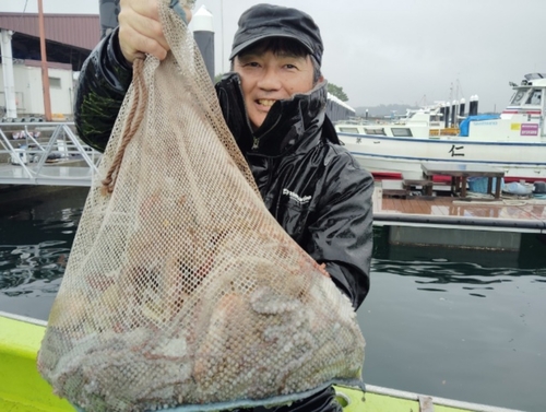 マダコの釣果