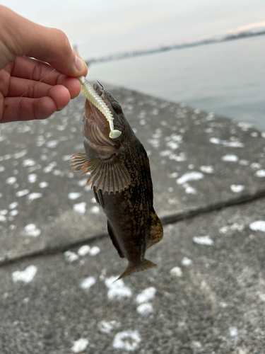 アイナメの釣果