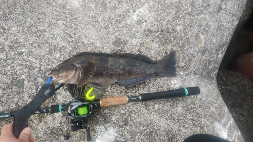 アイナメの釣果