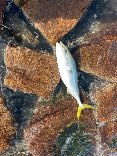 ブリの釣果