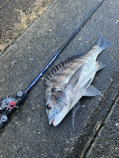 クロダイの釣果