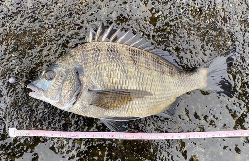 クロダイの釣果