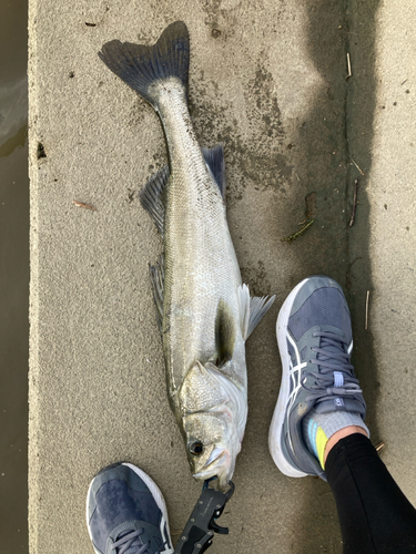 シーバスの釣果