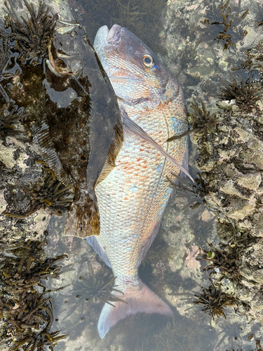 タイの釣果