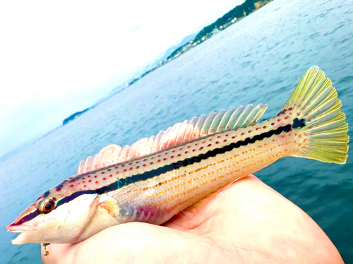 キュウセンの釣果