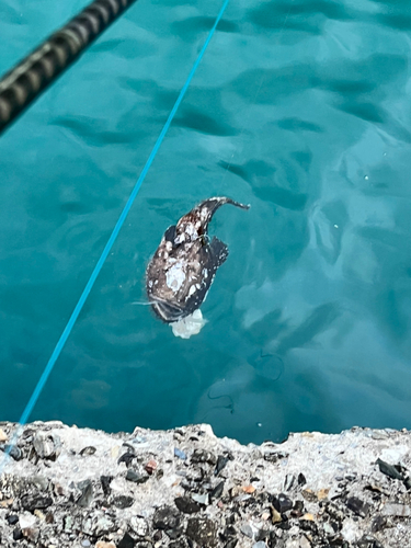 アンコウの釣果