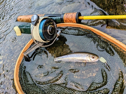 カワムツの釣果